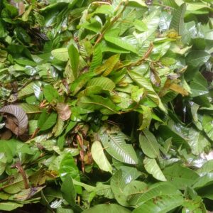 Egbo Guava (FRESH)