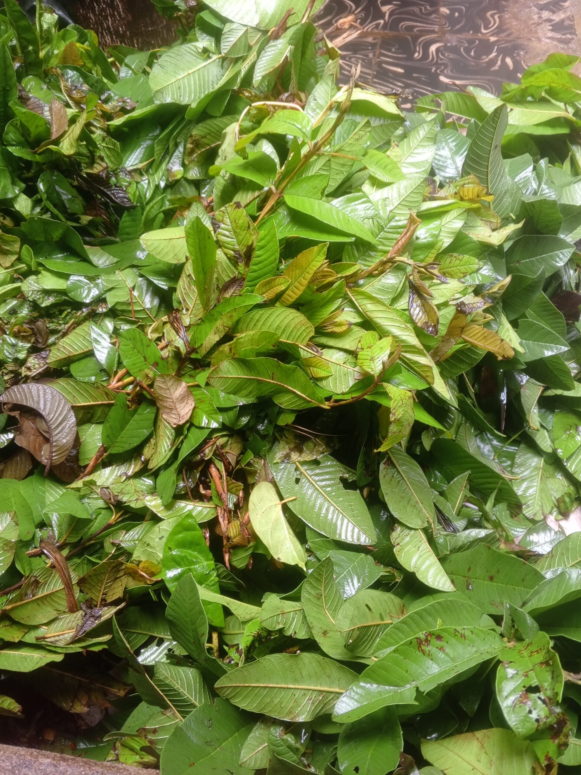 Egbo Guava (FRESH)