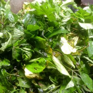 Fresh Pumpkin Leaves (Ugu)