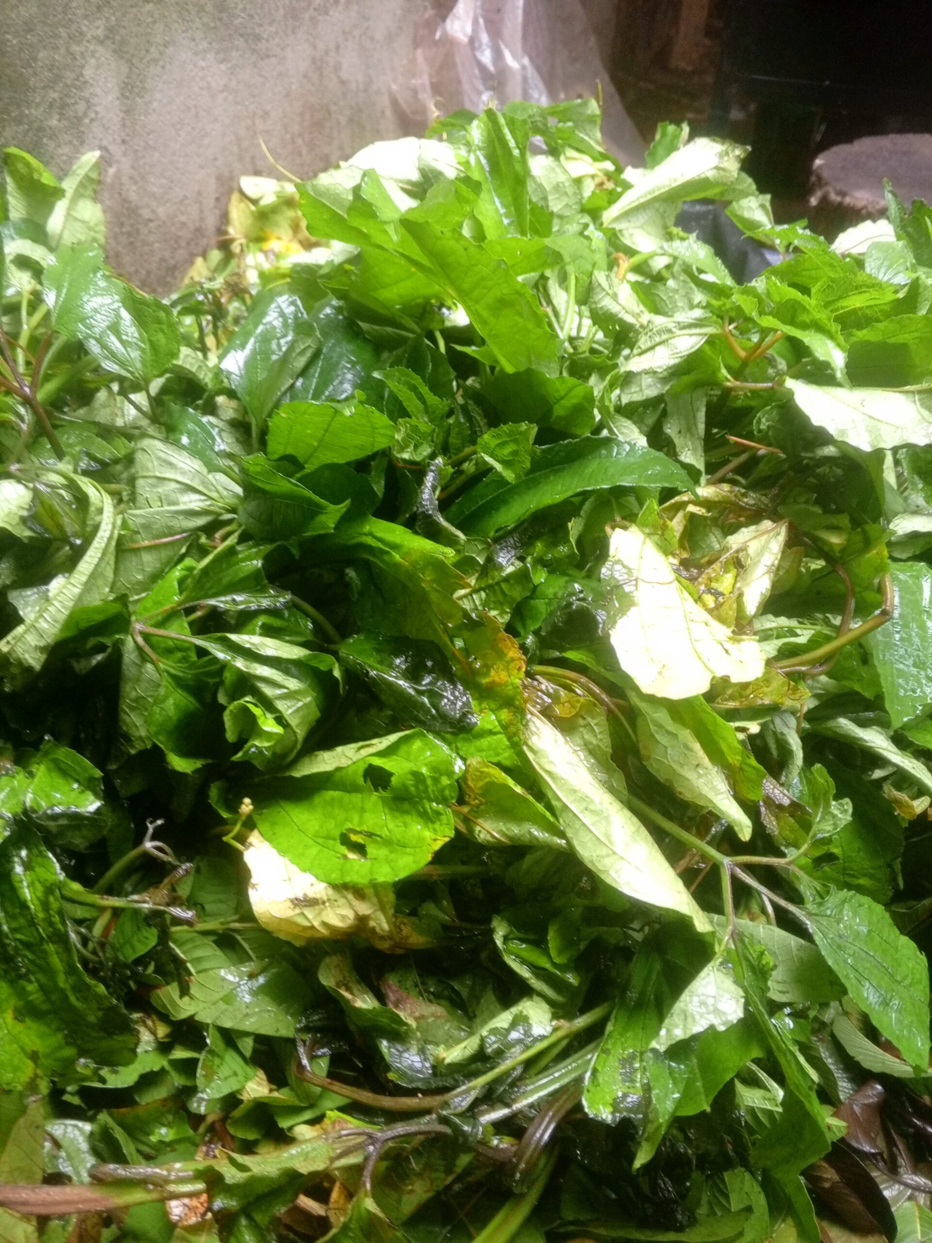 Fresh Pumpkin Leaves (Ugu)
