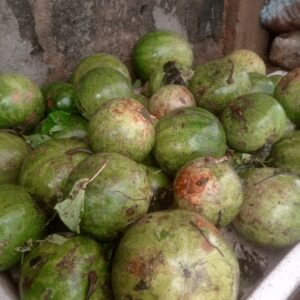 Bara (FRESH)