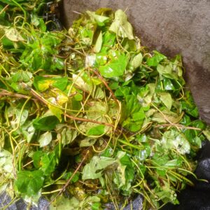 Uziza Leaf (FRESH)