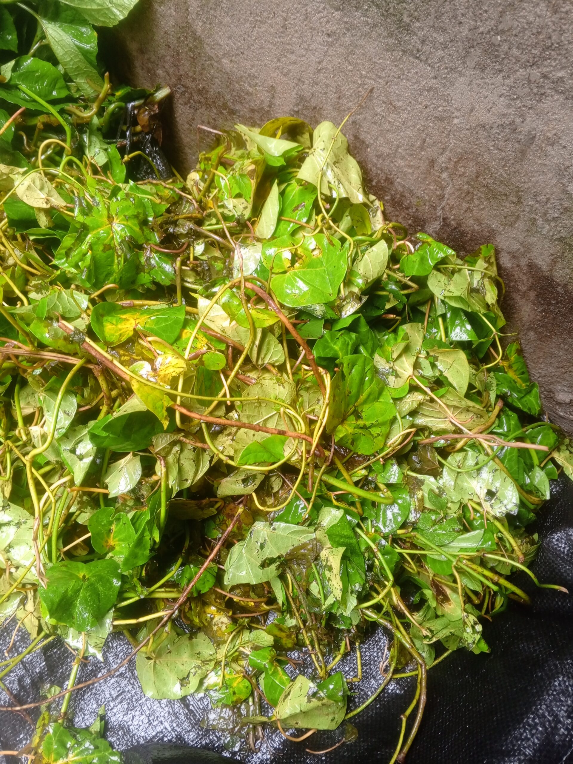 Uziza Leaf (FRESH)