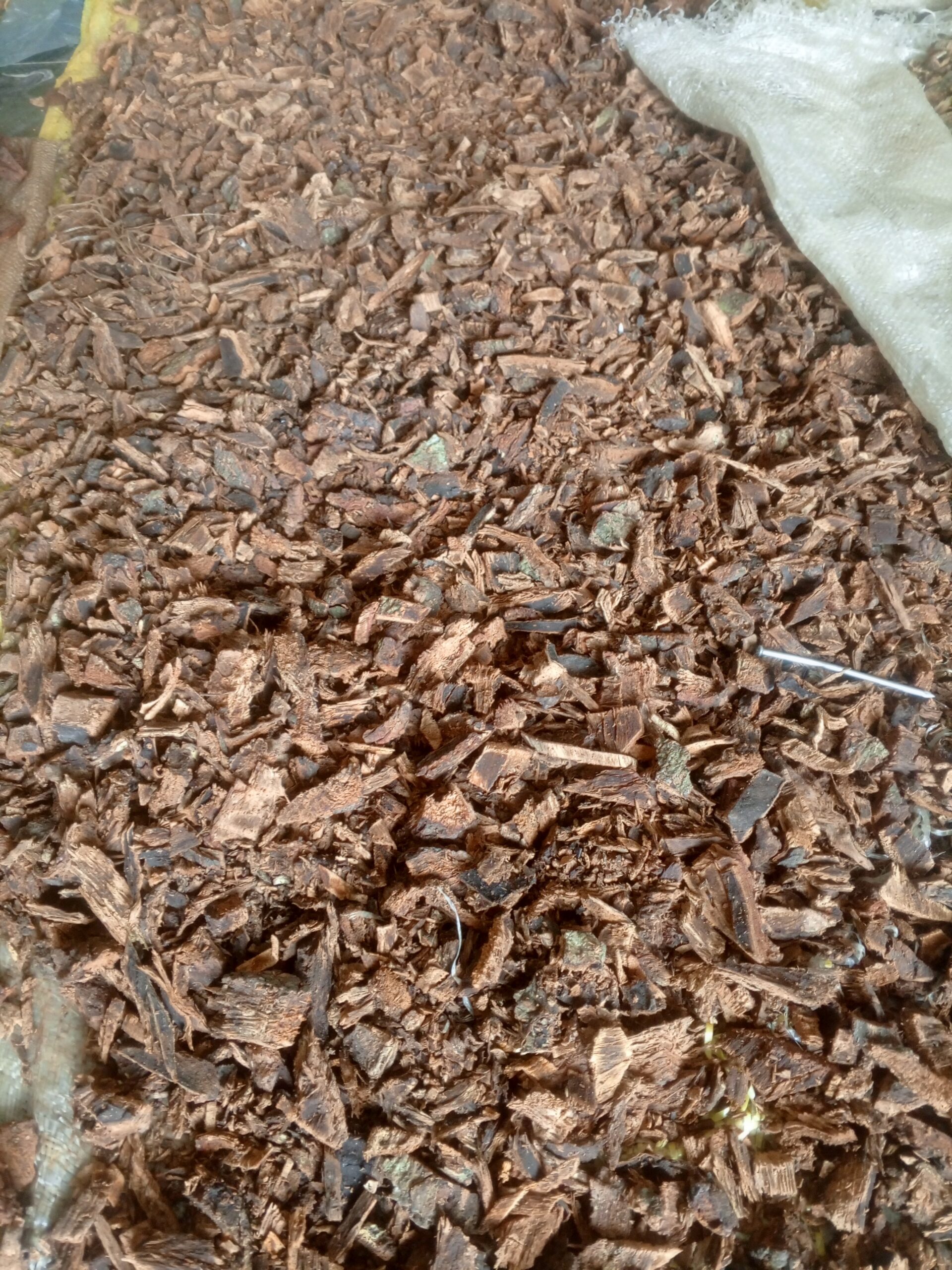 Egbo Mango (DRIED)