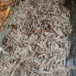 Booni (DRIED)