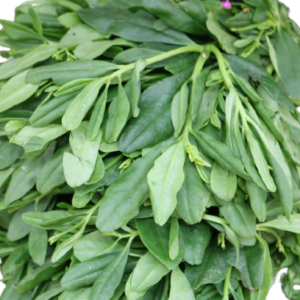 Water Leaf