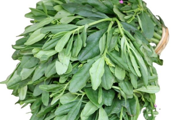 Water Leaf