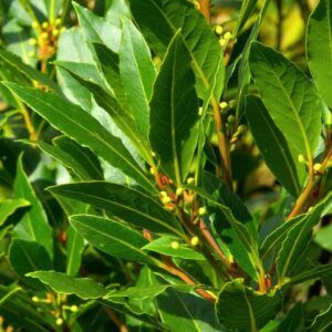 Bay Leaf