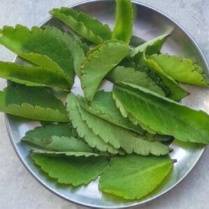 Miracle Leaf