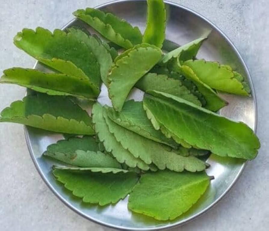 Miracle Leaf