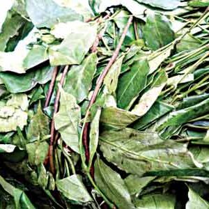 Utazi Leaf