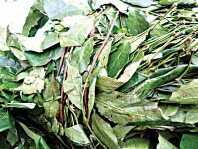 Utazi Leaf