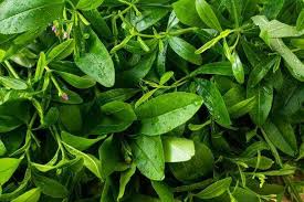 Water Leaf - Image 2